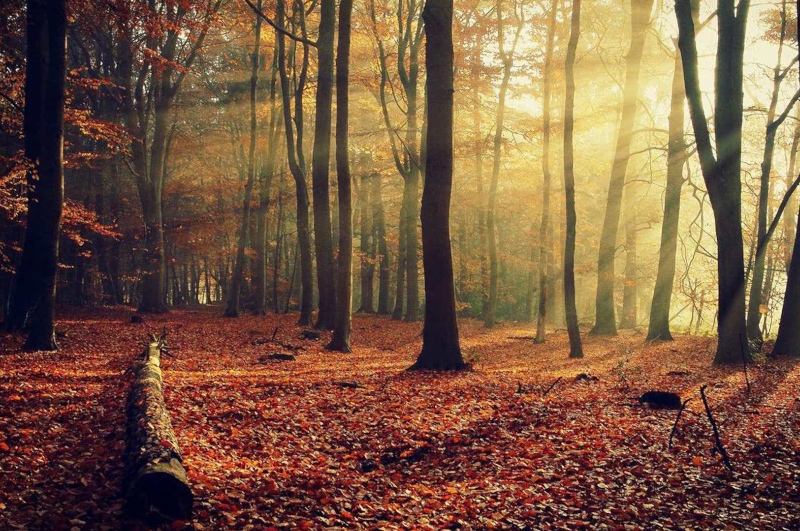 Kent Ahşap Orman Ürünleri